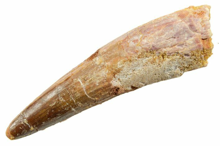 Fossil Spinosaurus Tooth - Real Dinosaur Tooth #362835